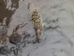 HEBOH,,,Warga Cipaku lihat Kemunculan Buaya Muara  Putih Di Kali Cisadane