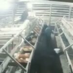 Puluhan Ekor Kambing Ternak Warga Raib Jelang Idul Adha Cijeruk Mencekam