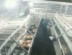 Puluhan Ekor Kambing Ternak Warga Raib Jelang Idul Adha Cijeruk Mencekam