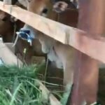 Diduga Lembu Bantuan Demokrat Belum Dikembalikan ke Gampong Tanjong
