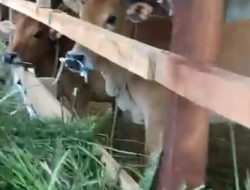 Diduga Lembu Bantuan Demokrat Belum Dikembalikan ke Gampong Tanjong