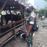 Babinsa Panggungrejo Dampingi Vaksinasi Hewan Ternak Di Wilayah Binaannya, Guna Cegah PMK