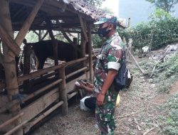 Babinsa Panggungrejo Dampingi Vaksinasi Hewan Ternak Di Wilayah Binaannya, Guna Cegah PMK