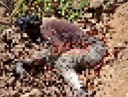 Warga Temukan Sesosok Lelaki Tidak Bernyawa Diduga korban begal