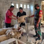 Peduli Kesehatan Hewan, Babinsa Talun Dampingi Vaksinasi Hewan Ternak Di Wilayah Binaannya
