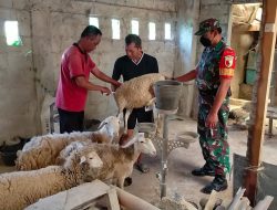 Peduli Kesehatan Hewan, Babinsa Talun Dampingi Vaksinasi Hewan Ternak Di Wilayah Binaannya