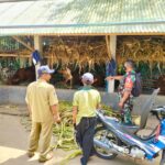 Babinsa Koramil Tipe B 0808/13 Doko Cek Hewan Ternak Warga Binaannya, Antisipasi Wabah PMK