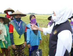 NTP Petani Jatim Mengalami Kenaikan, Khofifah Harap Kesejahteraan Petani Dapat Terus Meningkat