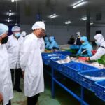 Presiden Jokowi Tinjau Unit Pengolahan Ikan dan Budidaya Rumput Laut di Provinsi Maluku