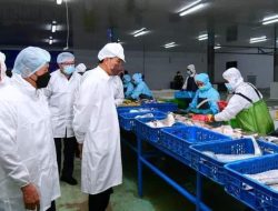 Presiden Jokowi Tinjau Unit Pengolahan Ikan dan Budidaya Rumput Laut di Provinsi Maluku