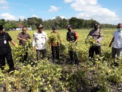 Babinsa Koramil 05 Weru Dim 0726/Sukoharjo, Dampingi Poktan IV Desa Krajan Kec. Weru Panen raya Kedelai