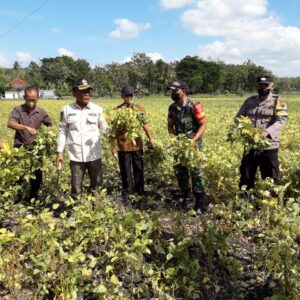 Babinsa Koramil 05 Weru Dim 0726/Sukoharjo, Dampingi Poktan IV Desa Krajan Kec. Weru Panen raya Kedelai