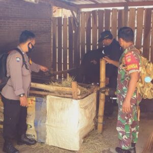 Babinsa Mojorejo Kawal Vaksinasi PMK Hewan Ternak di Desa Mojorejo