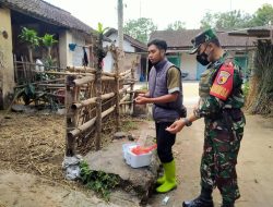Cegah Penyebaran PMK, Babinsa Gandusari Dampingi Vaksinasi Hewan Ternak