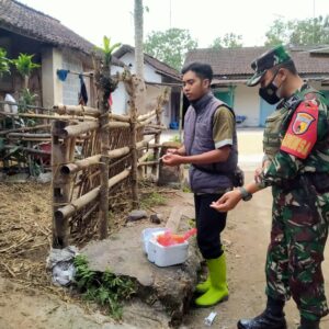 Cegah Penyebaran PMK, Babinsa Gandusari Dampingi Vaksinasi Hewan Ternak