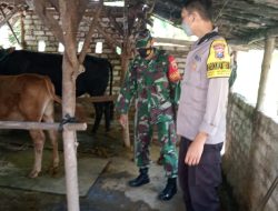 BHABINKAMTIBMAS DAN BABINSA BERSAMA DINAS PERTERNAKAN LAKSANAKAN VAKSINASI PMK PADA HEWAN TERNAK DI DESA GLODOG