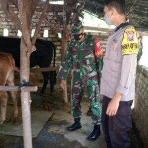 BHABINKAMTIBMAS DAN BABINSA BERSAMA DINAS PERTERNAKAN LAKSANAKAN VAKSINASI PMK PADA HEWAN TERNAK DI DESA GLODOG