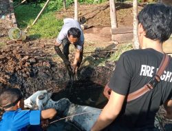 Dramatis, Damkar Lampung Selatan Menyelamatkan Sapi Terpelosok di Septic Tank