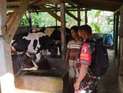 Cegah Penyebaran PMK, Babinsa Koramil Doko Cek Hewan Ternak Milik Warga Binaannya
