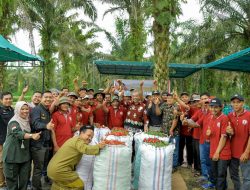Pj Bupati Kampar Dr.Kamsol: Lakukan Panen Cabe Seluas 80 Hektar Di Desa Danau Lancang Tapung Hulu