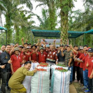 Pj Bupati Kampar Dr.Kamsol: Lakukan Panen Cabe Seluas 80 Hektar Di Desa Danau Lancang Tapung Hulu