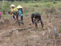 Personel Satgas Pamtas RI-Malaysia Yonarmed 19/105 Trk Bogani Bantu Masyarakat Nunggal Padi Di Perbatasan