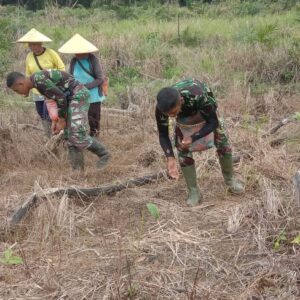 Personel Satgas Pamtas RI-Malaysia Yonarmed 19/105 Trk Bogani Bantu Masyarakat Nunggal Padi Di Perbatasan