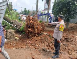Pohon Tumbang di Depan Pasar Cibinong, Pihak Kepolisian Lakukan Evakuasi
