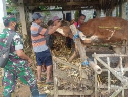 Antisipasi Penyebaran PMK, Babinsa Koramil Doko Cek Dan Pantau Hewan Ternak Di Wilayah Binaannya