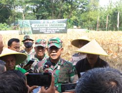 Dukung Ketahanan Pangan, Kodim 0808/Blitar Gelar Panen Jagung Bersama