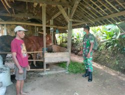 Peduli Kesehatan Hewan, Babinsa Koramil Doko Cek Hewan Ternak Sapi Milik Warga Binaannya