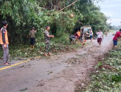 Pohon Tumbang Hambat Lalu Lintas Jalan, Babinsa Koramil 1204 – 12 / Parindu Bersama Warga Sekitar Lakukan Pembersihan
