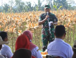 Tingkatkan Ketahanan Pangan, Kodim 0808/Blitar Gelar Panen Jagung