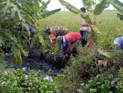Antisipasi Banjir Bersihkan Saluran Air Babinsa Koramil 11 Pebayuran Bergelut dengan Lumpur dan sampah