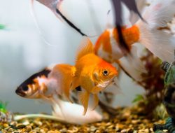 Indonesia Berada Di Urutan Ketiga sebagai Pengekspor Ikan Hias