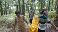 Jasad Seorang Pria Tanpa Indentitas di Temukan di Perkebunan Sawit Cigudeg, Pihak Kepolisian Lakukan Gelar Olah TKP