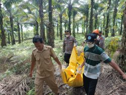 Jasad Seorang Pria Tanpa Indentitas di Temukan di Perkebunan Sawit Cigudeg, Pihak Kepolisian Lakukan Gelar Olah TKP