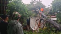 Akibat Angin Kencang Satu Pohon Tumbang Babinsa Koramil 12 Serangbaru Bersama BPBD Kabupaten Bekasi Langsung Bergerak
