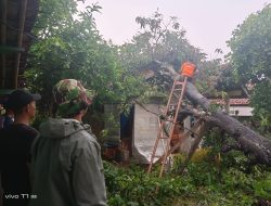 Akibat Angin Kencang Satu Pohon Tumbang Babinsa Koramil 12 Serangbaru Bersama BPBD Kabupaten Bekasi Langsung Bergerak