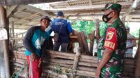 Cegah Penyebaran PMK, Babinsa Koramil Sukorejo Dampingi Vaksinasi Hewan Ternak Di Wilayah Binaannya