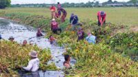 Jaga Kebersihan Aliran Kali Pal Gabus Gedong Babinsa Koramil 01 Tambun Ajak Warga Bergotong royong