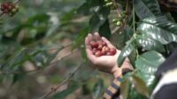 Pahitnya Kopi Yang Jadi Pemanis Hidup Petani