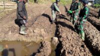 Olah Lahan Perkebunan, Satgas Yonif Raider 321/GT Bersama Masyarakat Kuatkan ketahanan Pangan Distrik Yigi Papua Pegunungan