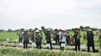 Mentan SYL dan Wamendag Panen Raya dan Lepas Pasokan Bawang Merah Ke Ibukota
