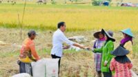 Presiden Jokowi Hampiri Petani yang Sedang Panen, Cek Langsung Harga Gabah