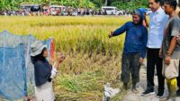 Presiden Minta Badan Pangan Nasional Hitung Harga Gabah Kering Petani