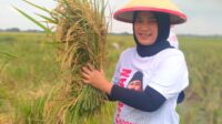 Barisan Relawan Indonesia Kuat Gelar Panen Raya Padi di Subang, Jawa Barat