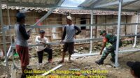 Wujudkan Kepedulian, Babinsa Bantu Pembuatan Kandang Kambing Milik Warga
