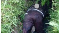 Seorang Pria di Temukan Meninggal Dunia di Pinggiran Jalan Raya Jasinga, Pihak Kepolisan Lakukan Gelar Olah TKP
