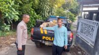 Warga Temukan 7 hewan Ternak Kambing, Pihak Kepolisian Langsung Amankan
